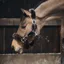 Kentucky Sheepskin Shipping Headcollar Brown